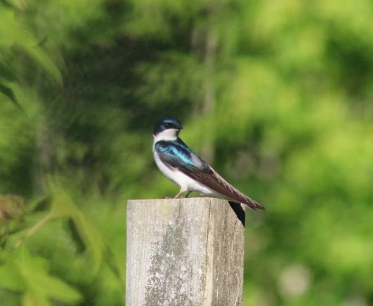 Tree Swallow (Image by BirdNation)