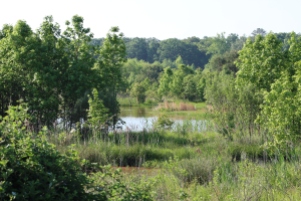 Wetlands Trail at Pickering Creek (Image by BirdNation)
