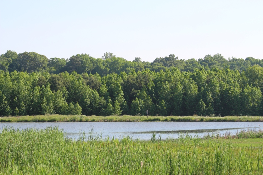 Pond View from the Wetlands Trail (Image by BirdNation)