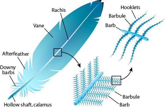 Birds of a Feather – BirdNation
