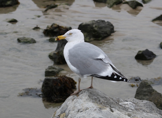 Herring Gull (Image by BirdNation)