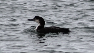 Common Loon (Image by BirdNation)