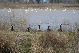 Canada Geese (Image by BirdNation)